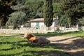 Grazing calf in Italy