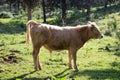 Grazing calf in Italy