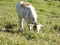 Grazing calf pasting in a bright sunny day