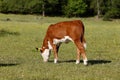 Grazing calf