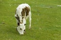 Grazing calf