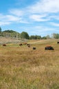 Grazing Cattle Royalty Free Stock Photo