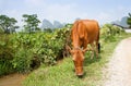 Grazing cattle