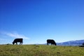 Grazing cattle