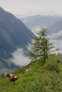 Grazing cattle in Austrian National Park Hohe Tauern Royalty Free Stock Photo