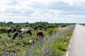 Grazing cattle by a beautiful road side with blossom summer flowers in the World Heritage Agricultural Landscape of Southern