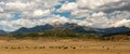 Grazing cattle on the Colorado Mountain range.