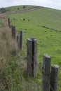 Grazing Cattle, Fleurieu Peninsula, South Australia Royalty Free Stock Photo