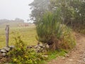 Grazing cattle in the fog - Laguna de Castila