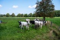 Grazing cattle at the German countryside, Lower Saxony, Germany Royalty Free Stock Photo
