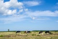 Grazing cattle