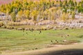 Grazing cattle, horses and cows in the valley of the Kyzylshin river