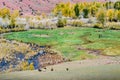 Grazing cattle, horses and cows in the valley of the Kyzylshin river Royalty Free Stock Photo