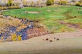 Grazing cattle, horses and cows in the valley