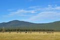 Grazing cattle in a missing volcano