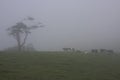 Grazing Cattle in Mist Royalty Free Stock Photo
