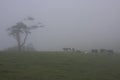 Grazing Cattle in Mist