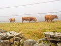 Grazing cattle in the fog - Laguna de Castila