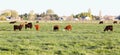 Cattle feeding in a pasture on a spring day.