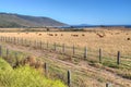 Grazing Cattle Overlooking Pacfiic Ocean