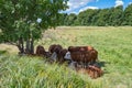 Cattle seek shadow under a tree on a hot summer day Royalty Free Stock Photo