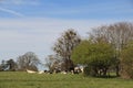 Grazing Cattle, Somerset, UK Royalty Free Stock Photo