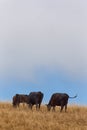 Grazing Cattle in Vertical on Rural Hillside Royalty Free Stock Photo