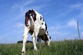 Grazing cow Royalty Free Stock Photo