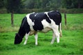 Grazing cow Royalty Free Stock Photo