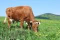 Grazing cow Royalty Free Stock Photo