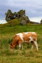 Grazing cow Royalty Free Stock Photo