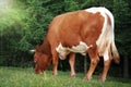 Grazing cow Royalty Free Stock Photo