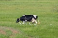 Grazing cow along with Pond Heron