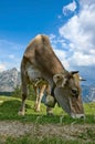 Grazing Cow in the Alps Royalty Free Stock Photo