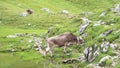 Grazing cow in the alps, Italy Royalty Free Stock Photo
