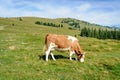Grazing cow in the alps Royalty Free Stock Photo