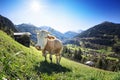 Grazing Cow on Austrian Alpine Mountains
