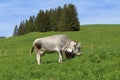 Grazing cow with beautiful bell