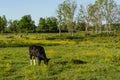 Grazing cow in a bright colorful pasture land Royalty Free Stock Photo
