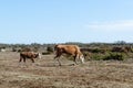 Grazing cow and calf at a dry great plain grassland