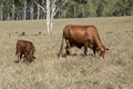 Grazing Cow and Calf