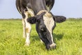 Grazing cow, close up of a snout in a green grass pasture Royalty Free Stock Photo
