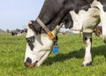 Grazing cow, eating blades of grass, black and white, in a green pasture, close up of a head down Royalty Free Stock Photo