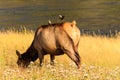 Grazing Cow Elk Yellowstone Royalty Free Stock Photo