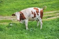 Grazing Cow