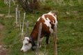 Grazing cow with a fence