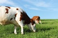 Grazing Cow Royalty Free Stock Photo