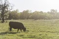 Grazing cow in hazy sunlight Royalty Free Stock Photo