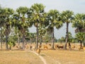 Grazing cow herd - Soai Chek