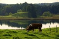 Grazing Cow in idyllic landscape